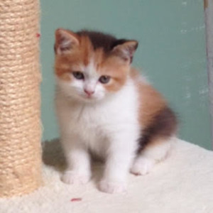 Bijou