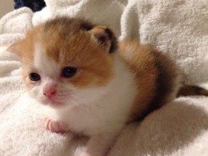 Bijou Bijou